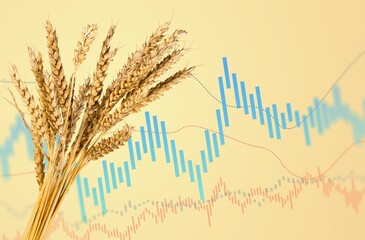 Increase in price of wheat seedson graph. Concept of crisis, shortage of grain crops. Exchange...