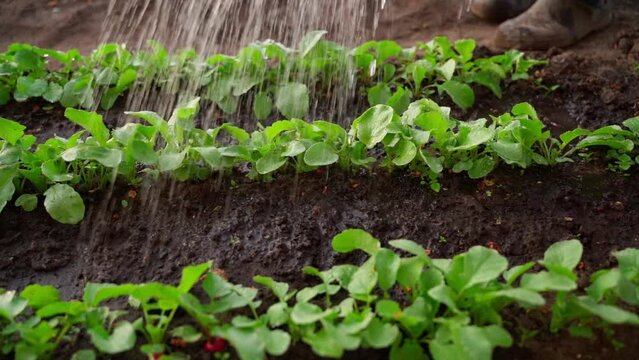 Watering the young leaves of radishes growing in the soil in the garden with water