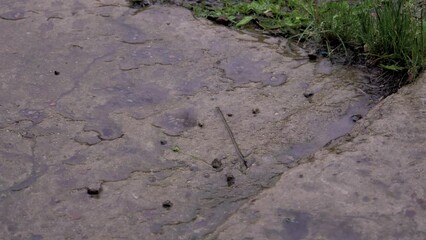 Rain water pours onto the concrete base. Shower. Falling drops. The season is summer. Tropical climate. Precipitation in the form of rain. Close-up. - Powered by Adobe