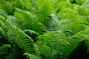 Lush green ferns in forest