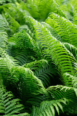 Lush green ferns in forest