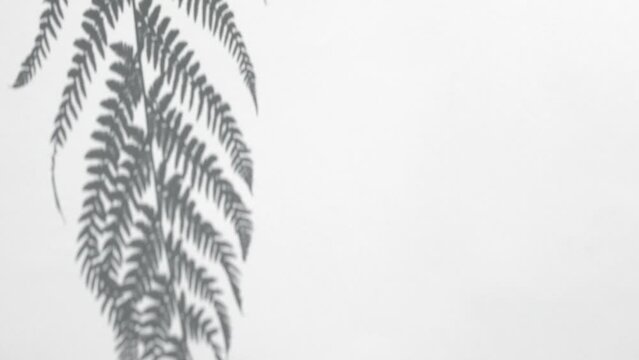 Palm or Fern shadow on white wall. Slow Motion. Minimal abstract background with shadows of tropical leaves. Presentation of cosmetic product. Podium. Showcase, display case. Mockup