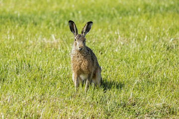 Close up of a hare or European hare, Lepus europaeus, sitting on and observing focused on photographer against background of juicy green grass