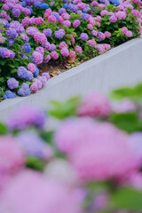 Hydrangeas of different colors bloom in June