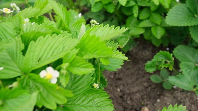 Strawberry plants is blooming. Planting strawberry in the garden. Young shoots of strawberries grow in the garden at springtime. Berries bushes growing wild in the garden, Strawberry farm.