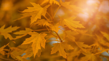 Autumn maple leaves in sunlight. Beautiful autumn art background. Selective focus. Banner.