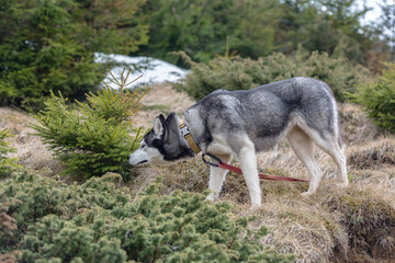 Adorable siberian husky dog on the woods in the Carpathians mountains, Ukraine