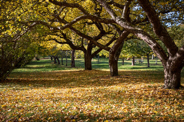 
Apple orchard on a sunny autumn day