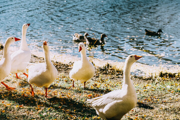 white domestic geese in the grass on the river