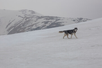 funny and happy young gray and white Siberian Husky on snow in the mountains