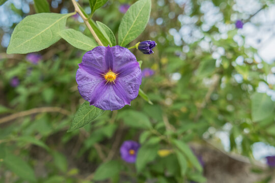 close up view paraguay nightshade flower outdoors