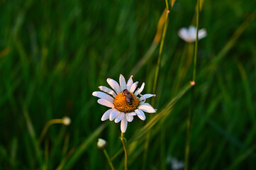 FLOWER,TREE,PLANTS,ANIMALS, LANDSCAPE, insect