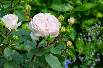 神奈川県横浜市　横浜イングリッシュガーデンのバラ