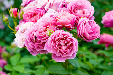 神奈川県横浜市　横浜イングリッシュガーデンのバラ