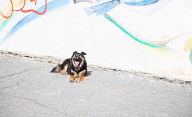 Black land brown  big dog yawning. Homeless dog.   Street dog , summer day . Homeless animal  adoption