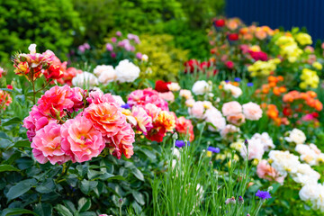 神奈川県横浜市　横浜イングリッシュガーデンのバラ