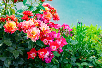 神奈川県横浜市　横浜イングリッシュガーデンのバラ