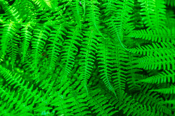natural texture background of young fern leaves in different shades of bright green