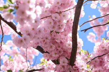 Pink sakura blossom on blue sky. Beautiful flower a lot, background texture, spring time. Selective focus.