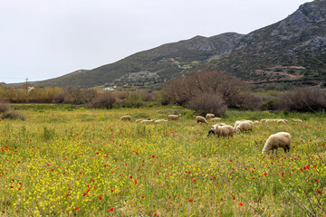 Herd of sheep grazing in a meadow