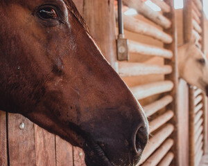 Horse at the Stables