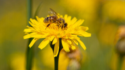 Makroaufnahme einer Biene auf einer gelben Blume