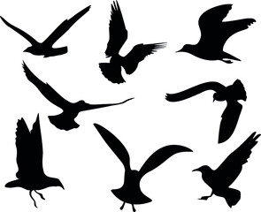 silhouettes of a group of flyng birds