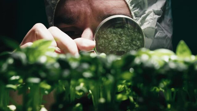 Scientist analyze OGM genetically modified plants