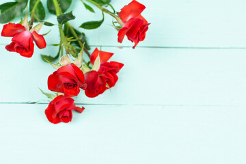 Floral background. Red bush rose on a blue background. Space for text. Beauty concept, holidays.