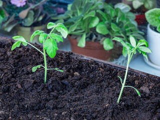 Young seedlings of tomatoes in a box