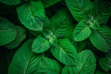 Natural background, green mint leaves top view. © puhimec