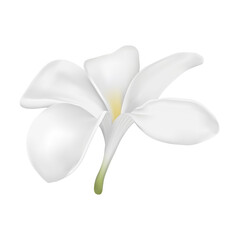 Obraz na płótnie Canvas Plumeria or frangipani flower vector on white background. White flower.