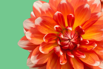 Closeup of vibrant orange and white dahlia on green background in summer
