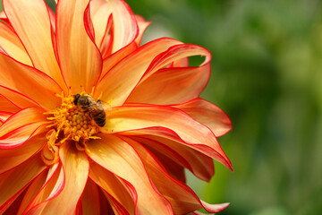 Closeup of honeybee on vibrant, orange dahlia in summer
