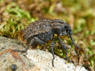 Garlic weevil in a natural environment. Brachycerus undatus.     