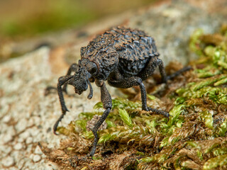 Garlic weevil in a natural environment. Brachycerus undatus.     