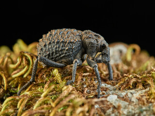 Garlic weevil in a natural environment. Brachycerus undatus.     