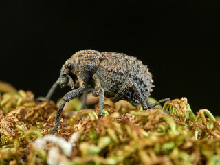 Garlic weevil in a natural environment. Brachycerus undatus.     