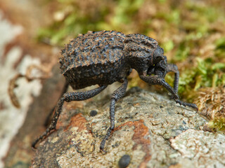 Garlic weevil in a natural environment. Brachycerus undatus.     