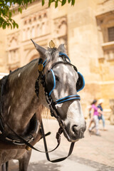 Naklejka na ściany i meble Traditional horse-drawn carriage in Codoba (Spain)