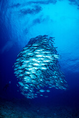 ギンガメアジ "Bigeye trevally" tornado [AGUNI island]