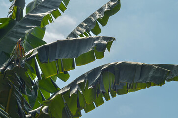 mature banana tree leaves against the background of a white cloudy clear sky during the day