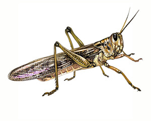 Locust (Acrididae)