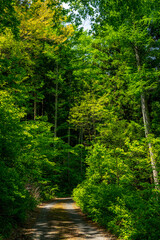 Obraz premium 徳本峠登山口 登山道