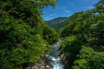 Fototapeta na wymiar 美しい新緑と渓流の風景