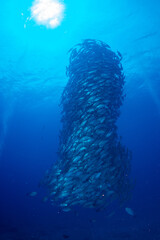 ギンガメアジ "Bigeye trevally" tornado [AGUNI island]