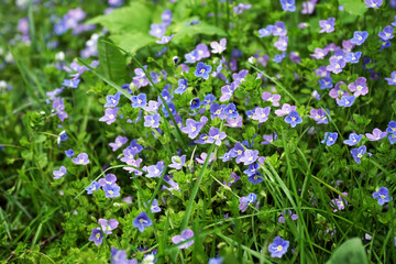 Small purple forget-me-not flowers