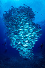 ギンガメアジ "Bigeye trevally" tornado [AGUNI island]