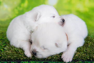 Two White fluffy small Samoyed puppies dogs are lying on green background
