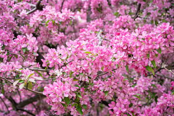 Spring blossom, apple bloom, sakura flowers close-up, natural background